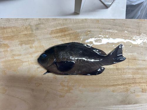 グレの釣果