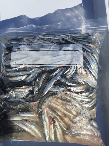 キビナゴの釣果