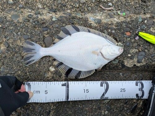 カワガレイの釣果