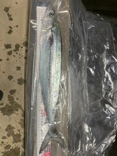 サゴシの釣果