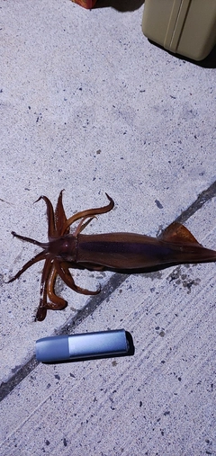 イカの釣果