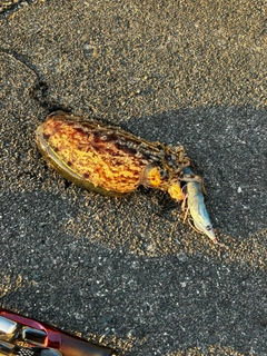 コウイカの釣果