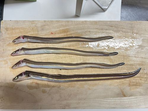 マアナゴの釣果