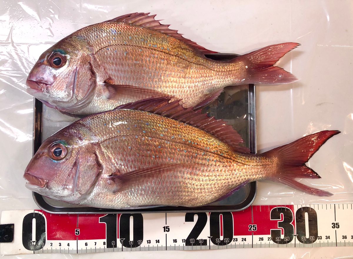 1/144さんの釣果 3枚目の画像