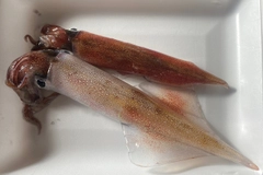 イカの釣果