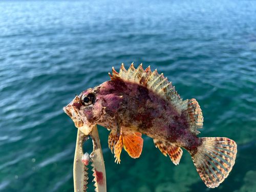 ヨロイメバルの釣果