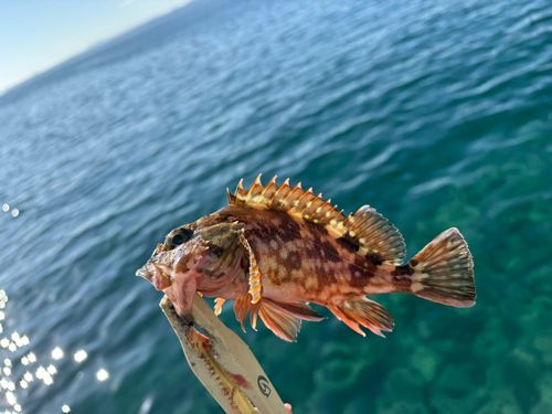カサゴの釣果