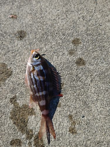 イソフエフキの釣果