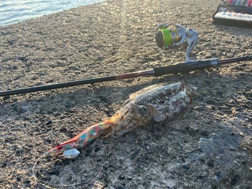 コウイカの釣果