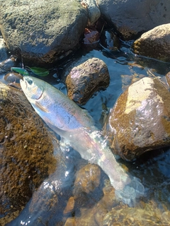 ニジマスの釣果