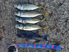 アジの釣果