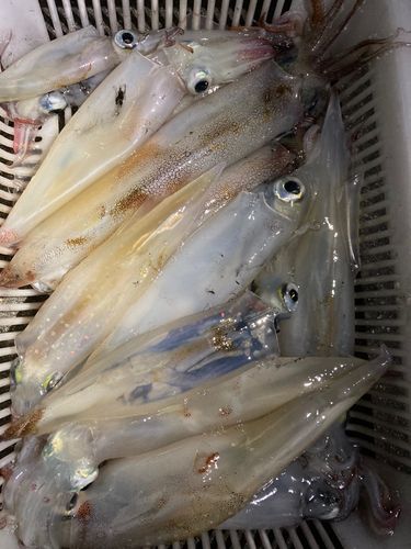 イカの釣果