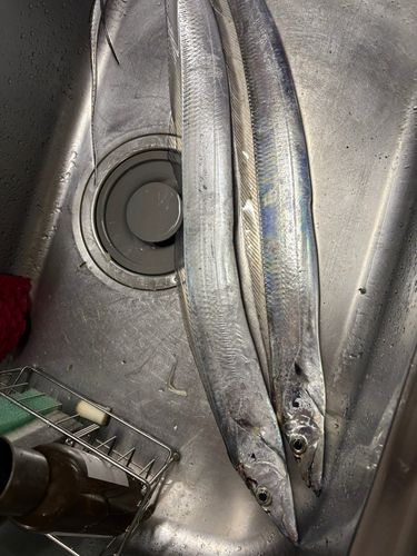 タチウオの釣果