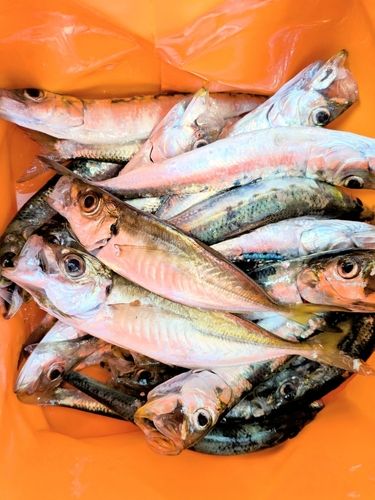 イワシの釣果