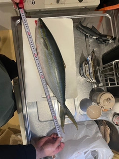 ツムブリの釣果