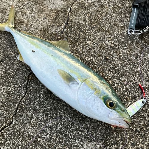 フクラギの釣果