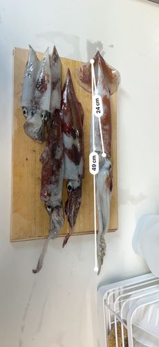 スルメイカの釣果