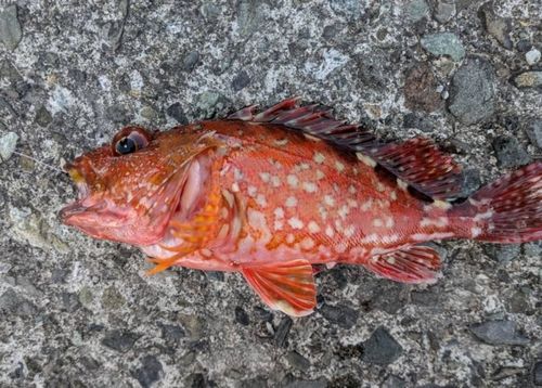 ウッカリカサゴの釣果