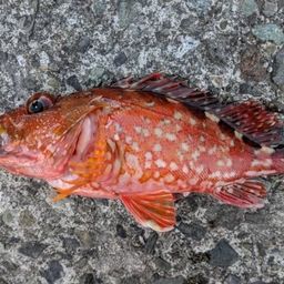 ウッカリカサゴ