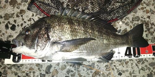 チヌの釣果