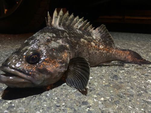 クロソイの釣果