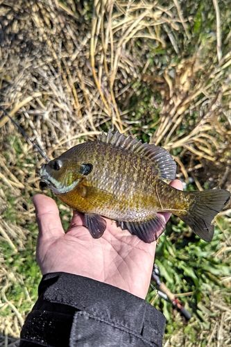 ブルーギルの釣果