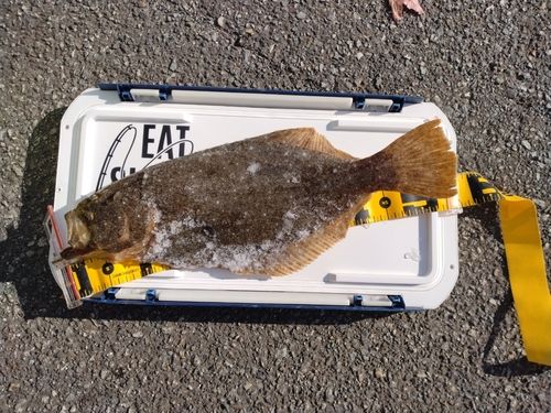ヒラメの釣果