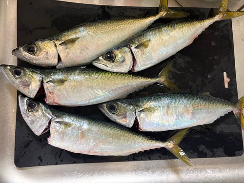 大黒海づり施設