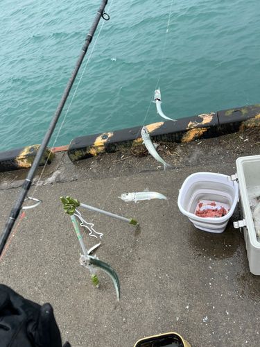 イワシの釣果