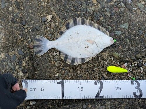 カワガレイの釣果