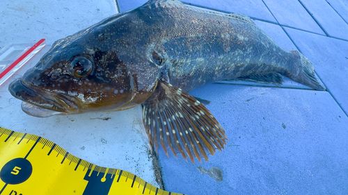 アイナメの釣果