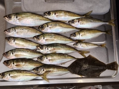 アジの釣果