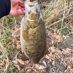 スモールマウスバス