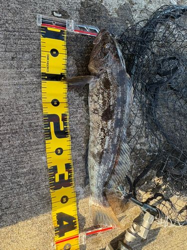 アイナメの釣果