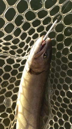 レインボートラウトの釣果