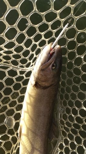 レインボートラウトの釣果