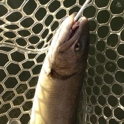 レインボートラウト