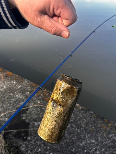 アメリカナマズの釣果