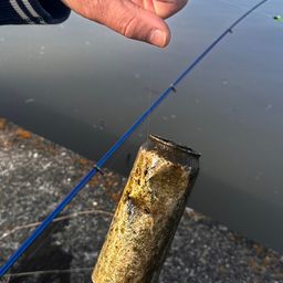 アメリカナマズ