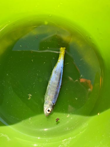 オイカワの釣果