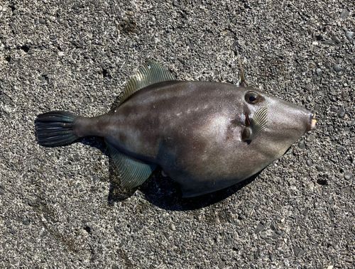 ウマヅラハギの釣果