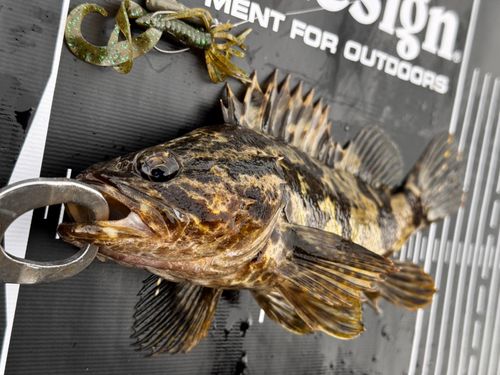 タケノコメバルの釣果