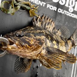 タケノコメバル