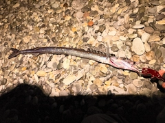 クロタチカマスの釣果