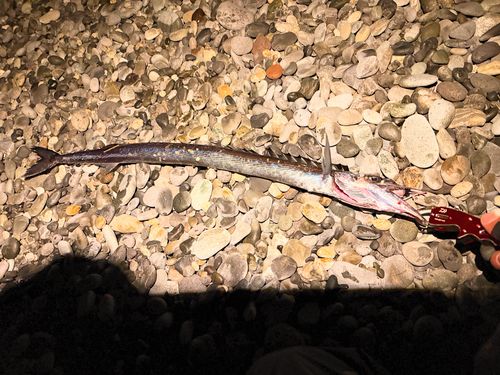 クロタチカマスの釣果