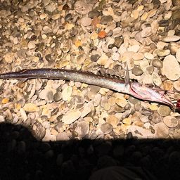 クロタチカマス