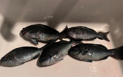 興津港海浜公園