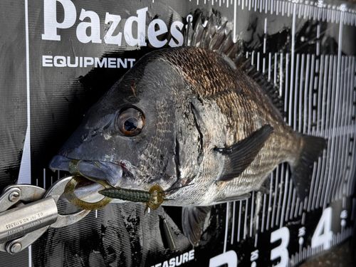 チヌの釣果