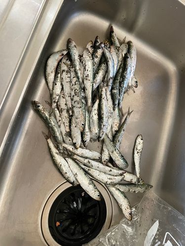 マイワシの釣果