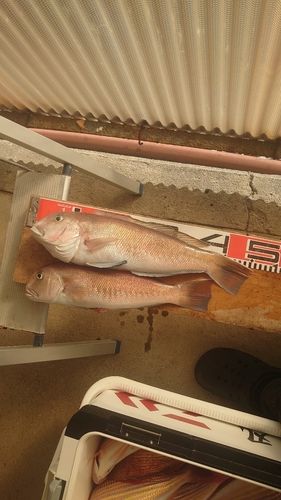 シロアマダイの釣果